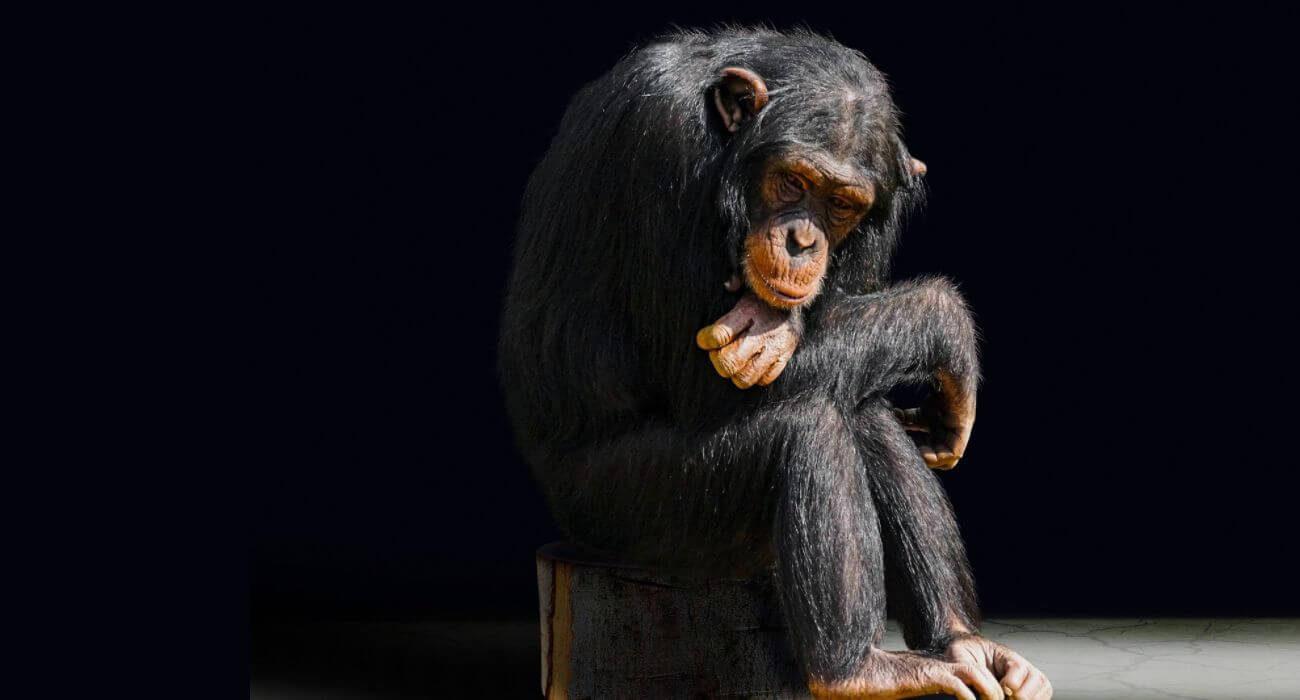 Soul Rise - Juliana Sperandio