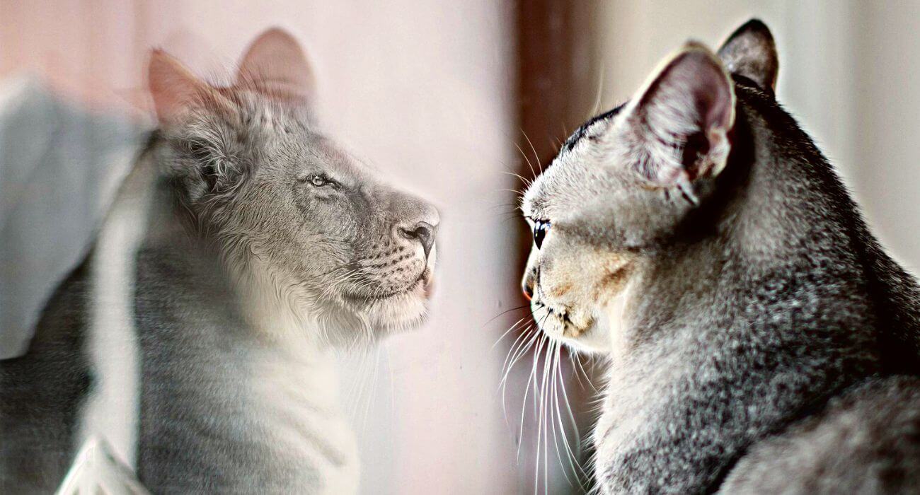 O que é EGO: Funções do ego, vozes do ego e como lidar! (MORTE DO EGO na espiritualidade)